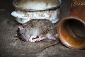 Tikus jadi salah satu penyebab munculnya virus Hanta.